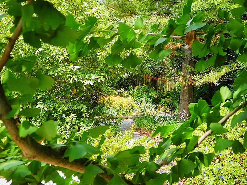 Garden through the Ginkgo Tree | Americus Garden Inn near GSW