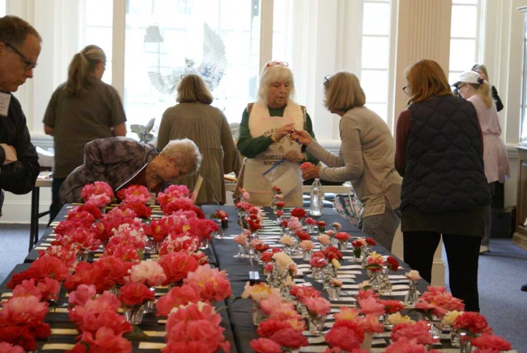 Camellia Show | Americus Garden Inn near GSW